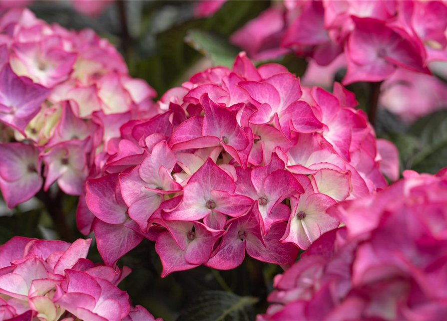 Hydrangea 'Black Diamonds'®