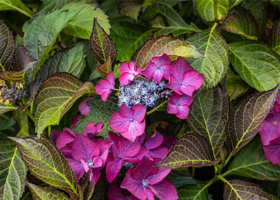 Hydrangea 'Black Diamonds'®