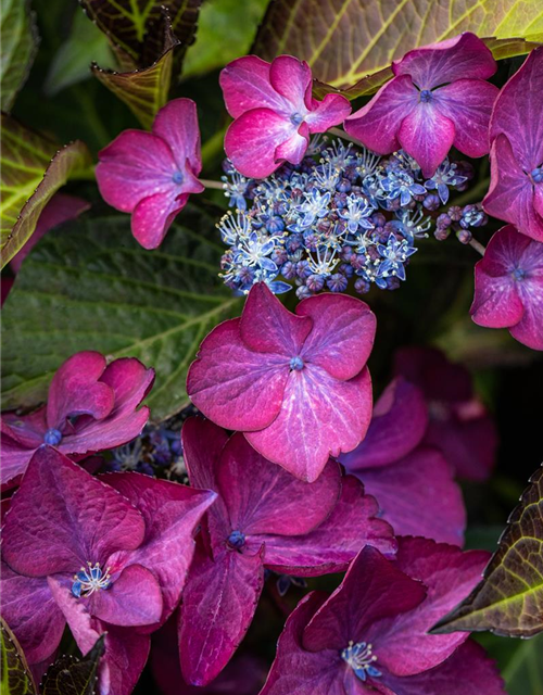 Hydrangea 'Black Diamonds'®