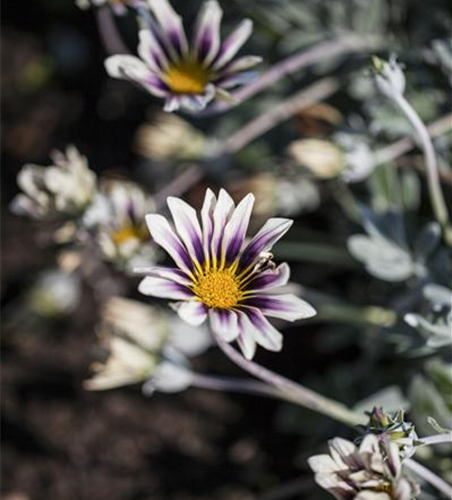 Gazania rigens