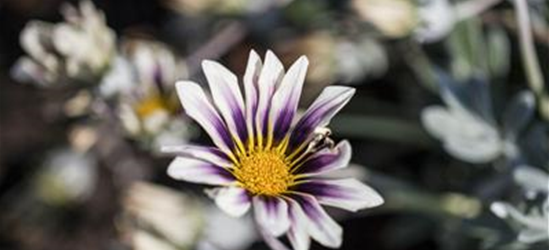 Gazania rigens