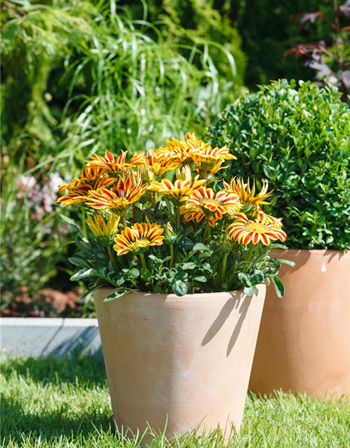 Gazania rigens