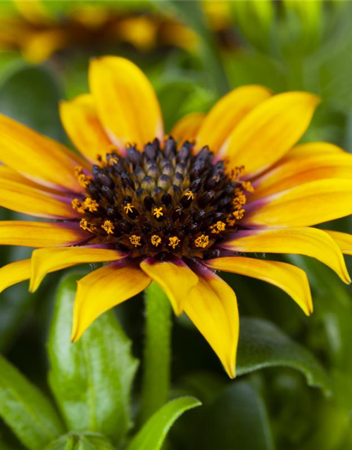 Gazania rigens