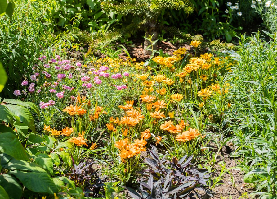 Gazania rigens