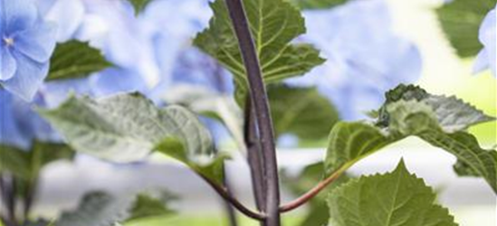 Hydrangea 'Black Steel'®