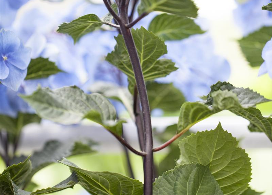 Hydrangea 'Black Steel'®