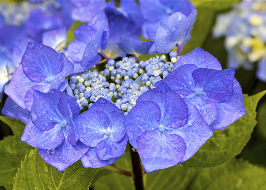 Hydrangea 'Black Steel'®