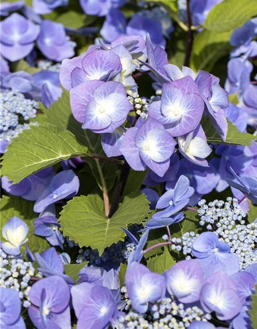 Hydrangea 'Black Steel'®