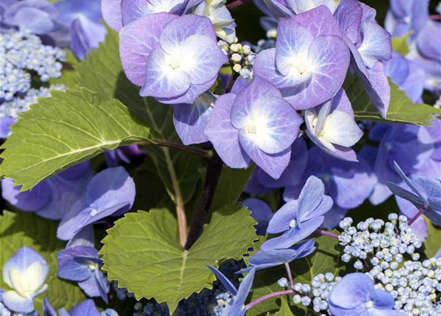 Hydrangea 'Black Steel'®