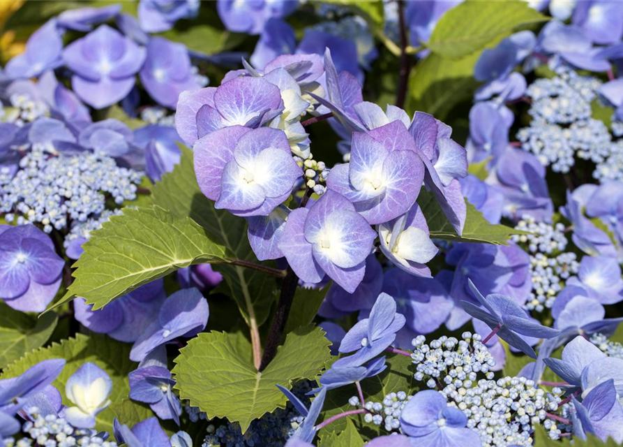 Hydrangea 'Black Steel'®