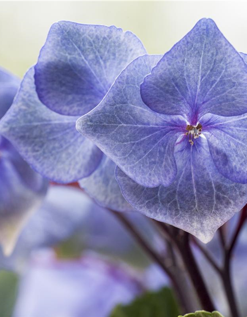 Hydrangea 'Black Steel'®