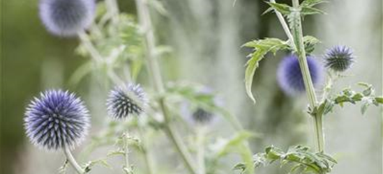 Echinops ritro