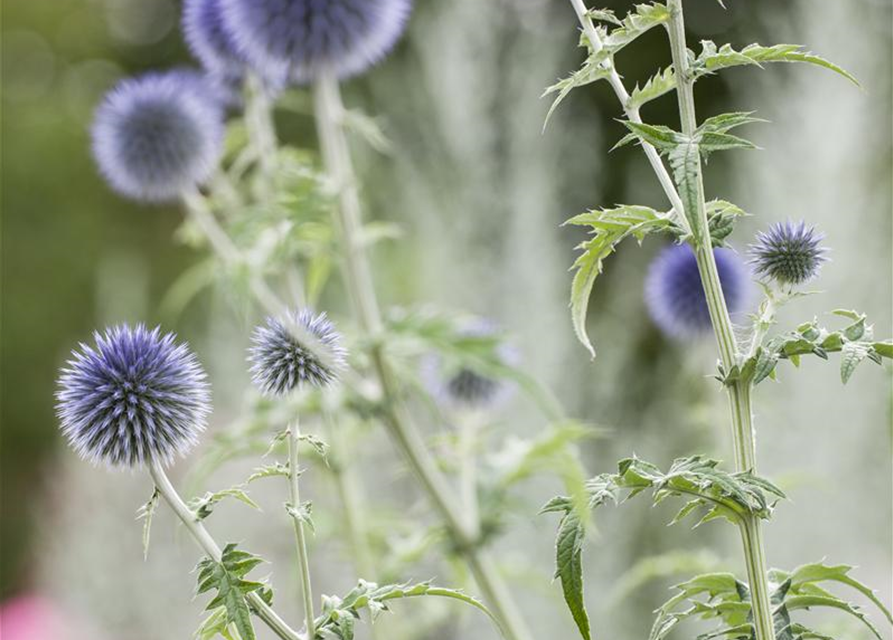 Echinops ritro