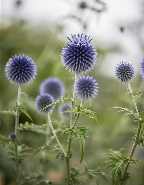 Echinops ritro