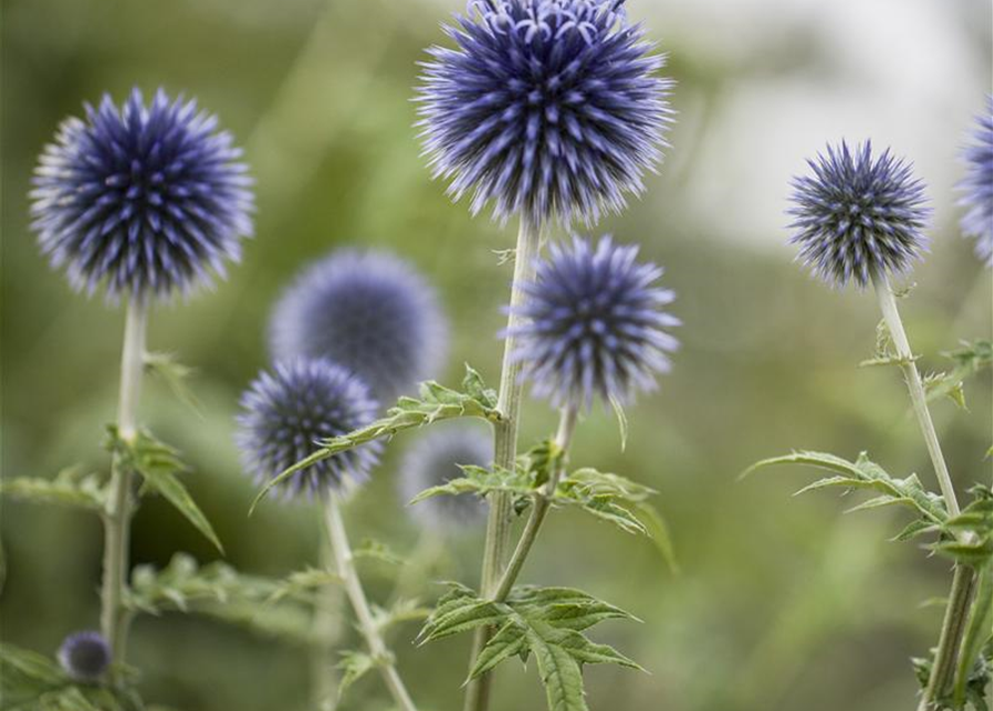 Echinops ritro