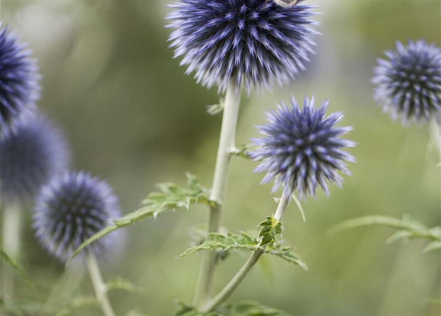 Echinops ritro