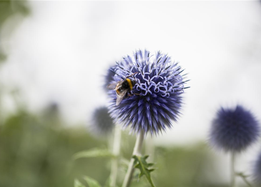 Echinops ritro