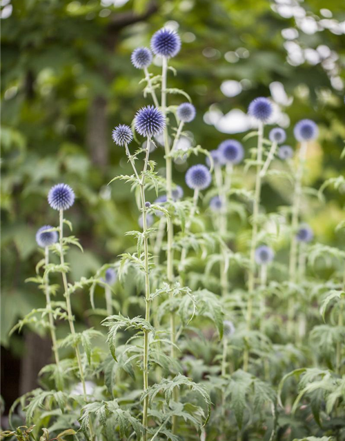 Echinops ritro