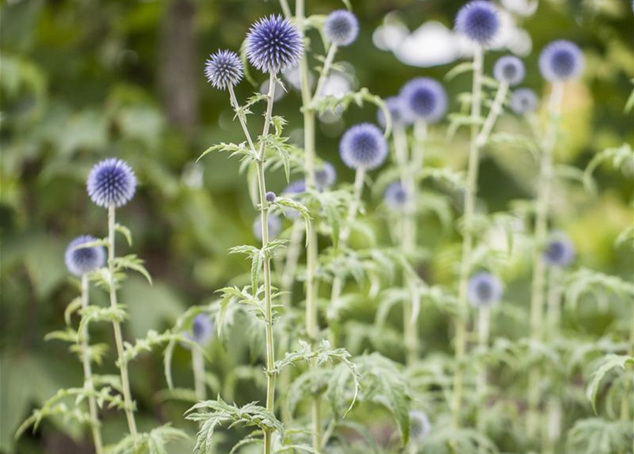 Echinops ritro