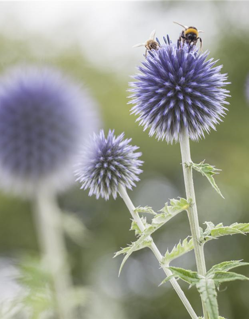 Echinops ritro