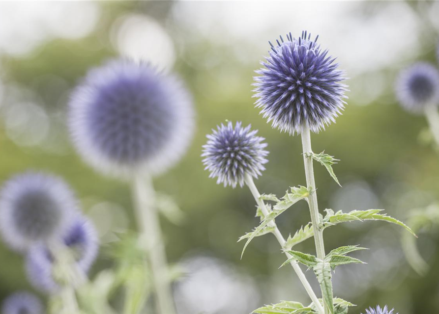 Echinops ritro