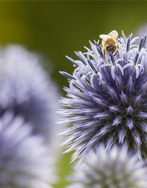 Echinops ritro