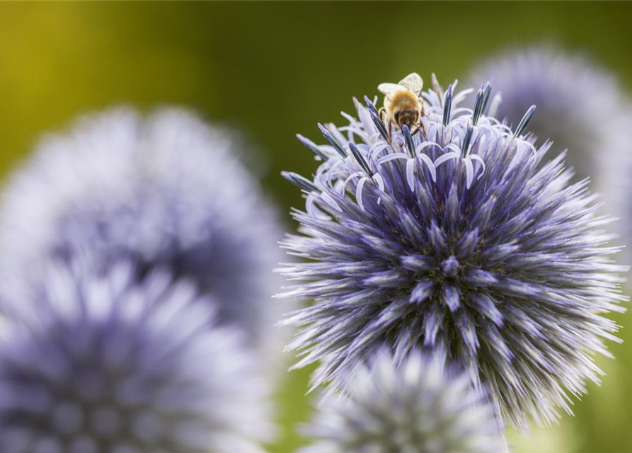 Echinops ritro