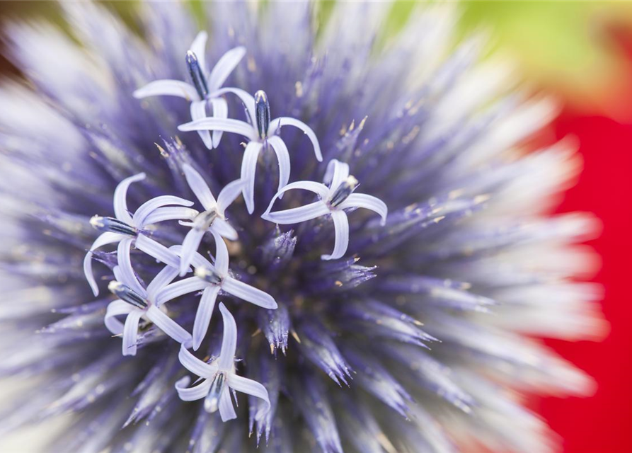 Echinops ritro