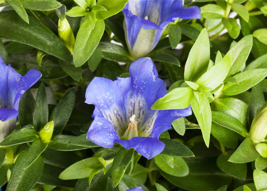 Gentiana scabra