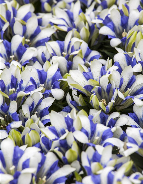 Gentiana scabra