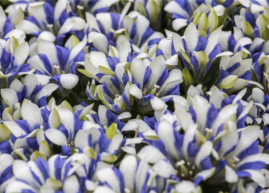 Gentiana scabra