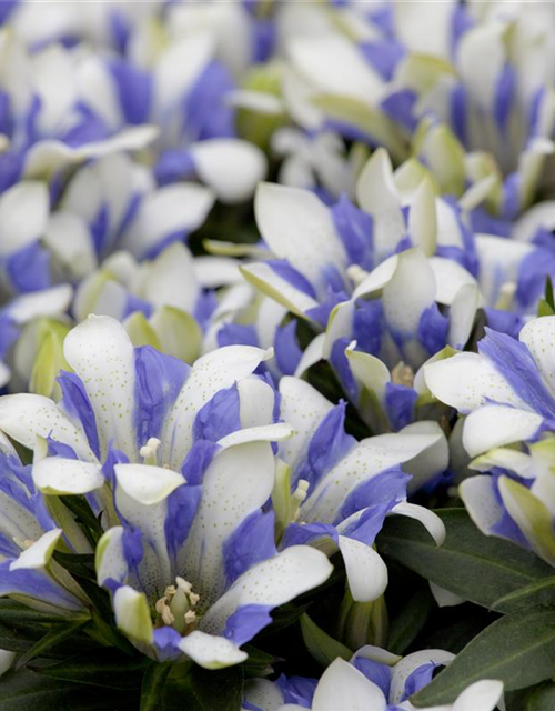 Gentiana scabra