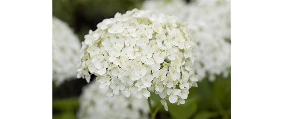 DIE HORTENSIE - DER SCHöNE GARTENKLASSIKER