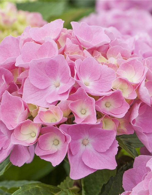 Hydrangea 'Forever & Ever'®