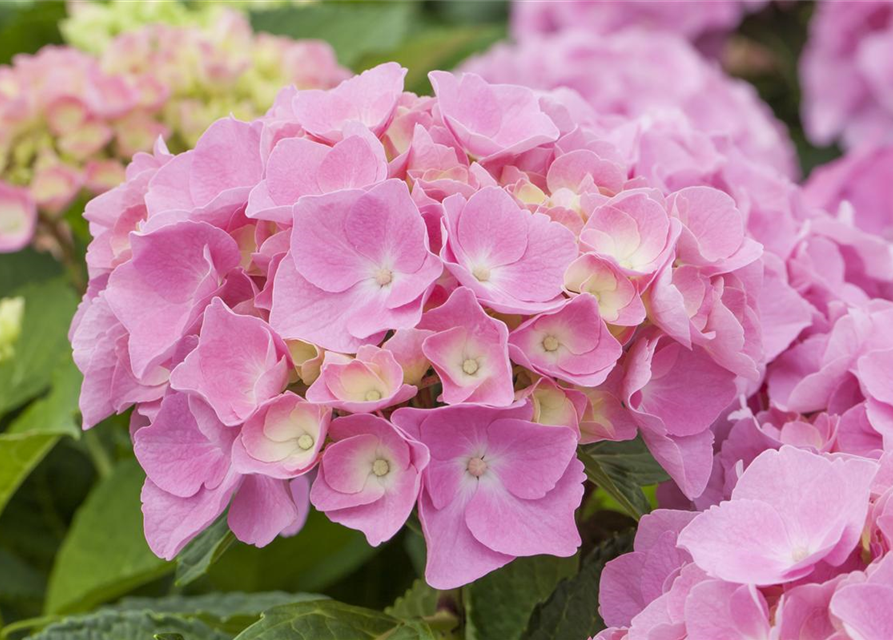 Hydrangea 'Forever & Ever'®