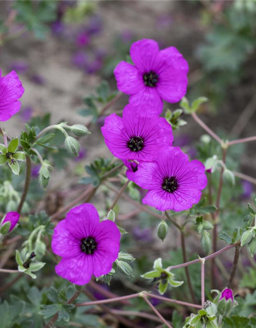 Geranium cinereum