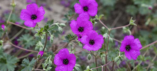 Geranium cinereum