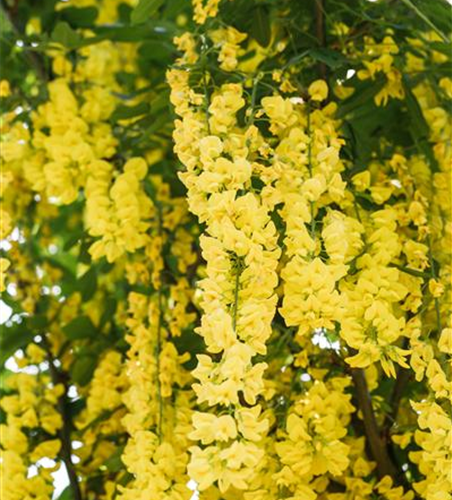 Laburnum watereri