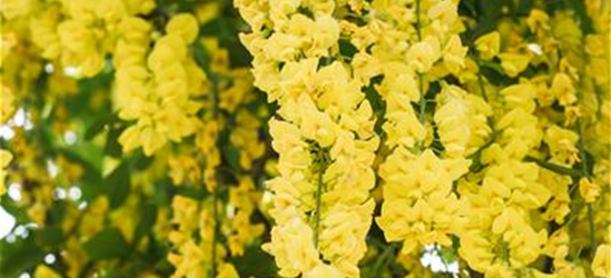 Laburnum watereri