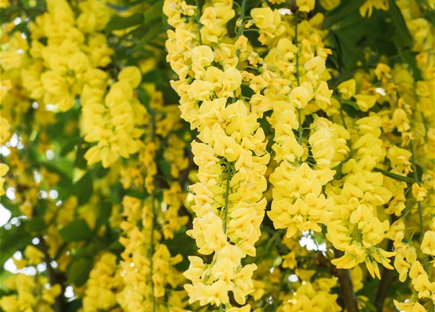 Laburnum watereri