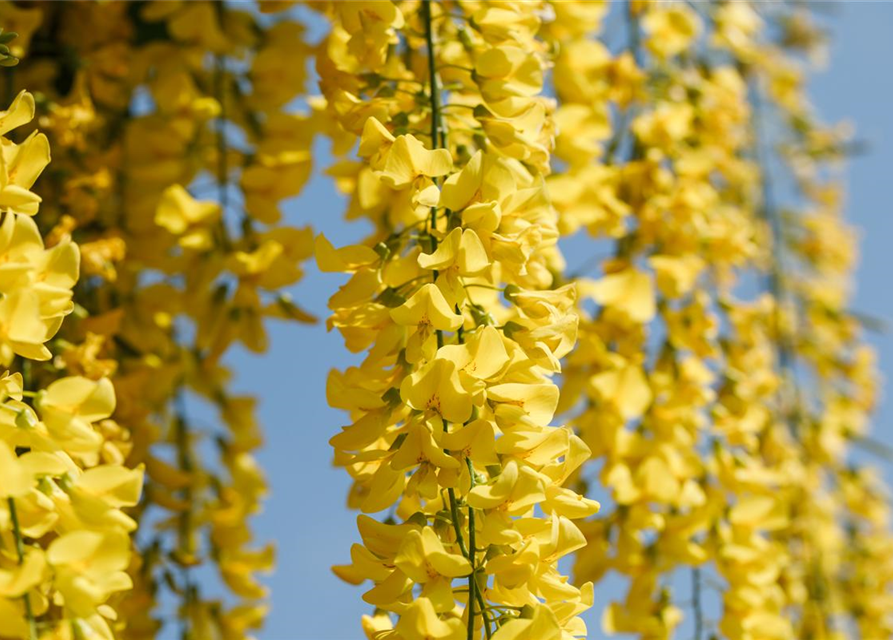 Laburnum watereri