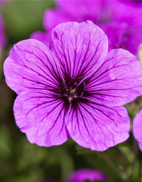 Geranium sanguineum