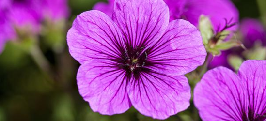 Geranium sanguineum