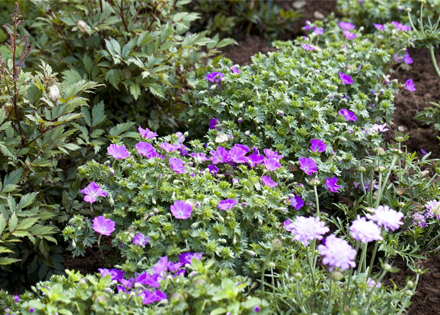 Geranium sanguineum