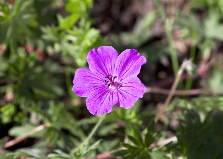 Geranium sanguineum