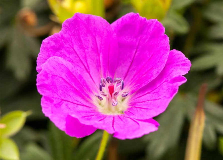 Geranium sanguineum