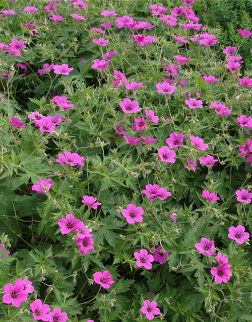 Geranium sanguineum