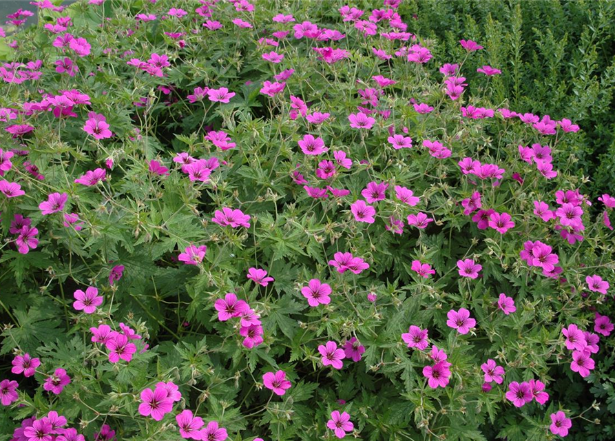 Geranium sanguineum