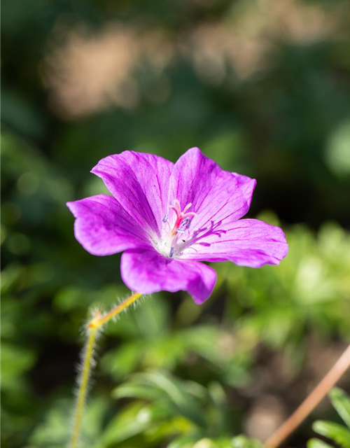 Geranium sanguineum