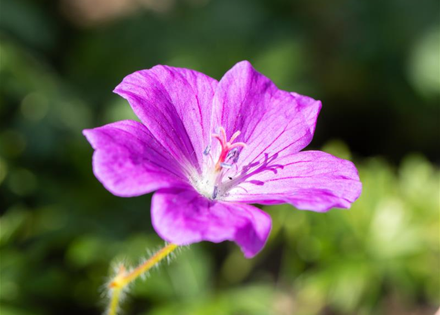 Geranium sanguineum